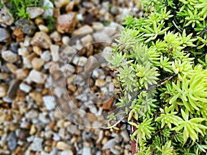 Closeup and crop Succulents on blurry small decoration rock background