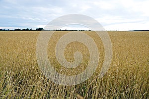 Closeup cropped image of a golden field of wheat