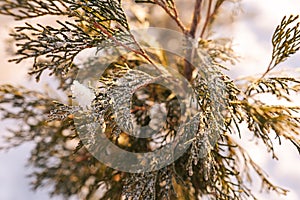 Closeup cropped shot of snow-covered green pine top swaying on cold wind standing frozen forest. White fluffy snow lying