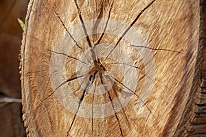 Closeup of cross section of tree trunk