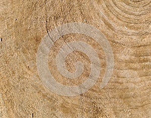 Closeup of cross section of tree trunk. Texture of cut tree with annual rings