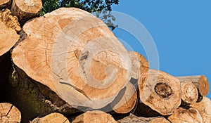 Closeup of cross sections a stacked wood logs on pile with clear blue sky background