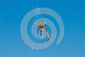 Closeup of a cross spider in its spider web