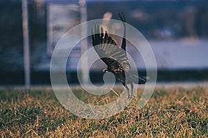 Closeup of a crow in flight over green grass, wings spread widely