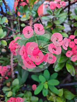 Closeup Crown of Thorns, Christ Thorn flower or other name Euphorbia milli