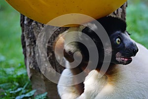 Closeup of a crowned sifaka, Propithecus coronatus.