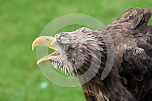 Closeup  of a  crying sea eagle , haliaeetus albicilla