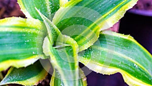 Closeup of Cryptanthus leaves