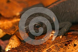 Closeup on the cryptic and endangered Tiannan Crocodile Newt, Tylototriton yangi photo