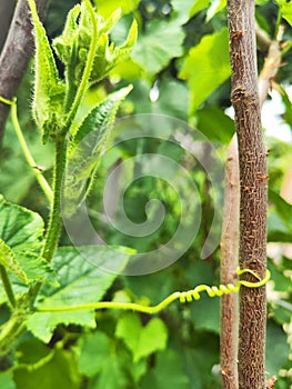 Closeup of cucumber plant with flower and hanging thread
