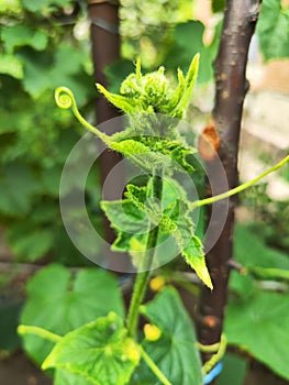 Closeup of cucumber plant with flower and hanging thread