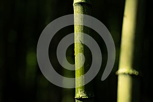 Closeup of culms, bamboo stems against the dark background