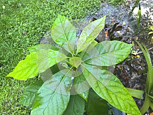 Closeup of cultivated younger tree plant of avocado persea americana growing in the garden photo