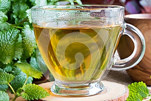 Closeup of cup of melissa tea with fresh melissa leaves