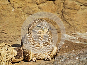 Closeup of a curious burrowing owl sitting on the ground