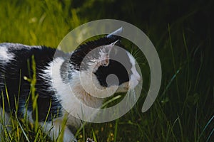 Closeup of a curious hunting black-and-white cat on the green grass background