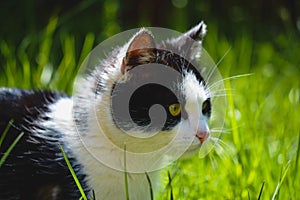 Closeup of a curious hunting black-and-white cat on the green grass background