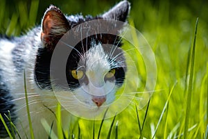 Closeup of a curious hunting black-and-white cat on the green grass background