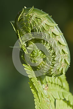 Closeup curled fern frond