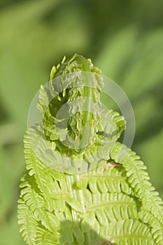 Closeup curled fern frond