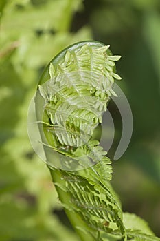 Closeup curled fern frond