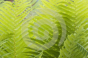 Closeup curled fern frond