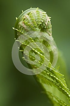 Closeup curled fern frond in spring