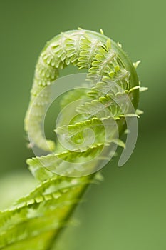 Closeup curled fern frond in spring