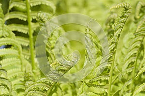 Closeup curled fern frond in spring
