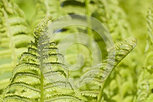 Closeup curled fern frond in spring