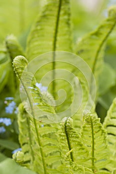 Closeup curled fern frond in spring