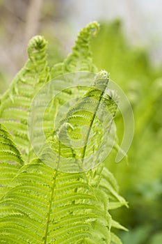 Closeup curled fern frond in spring