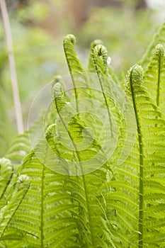 Closeup curled fern frond in spring