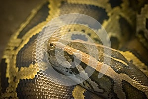 Closeup of a curled up burmese python vader