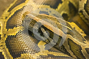Closeup of a curled up burmese python vader