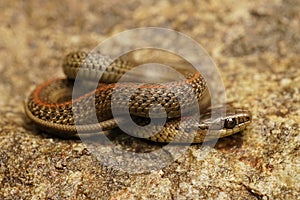 Closeup on a curled up juvenile Northwestern Gartersnake, Thamnophis ordinoides