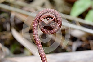 Closeup of a Curled young fern leaf