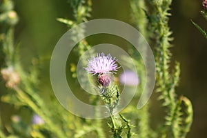 Closeup of curly plumeless thistle flower with green blurred plants on background