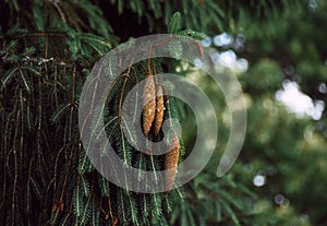 Closeup of custers on a Norway spruce tree photo