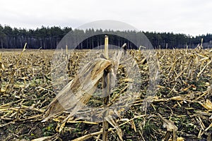 Closeup of cut corn stalk in golden harvested field, tall strai
