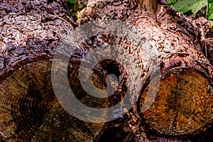 Closeup of cut logs