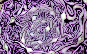 Closeup cut of red cabbage. Abstract violet white background with smooth lines