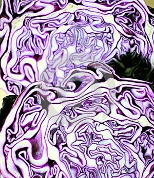 Closeup cut of red cabbage. Abstract violet white background with smooth lines