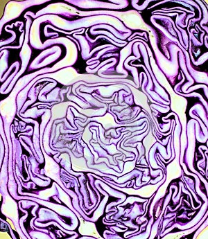 Closeup cut of red cabbage. Abstract violet white background with smooth lines