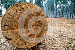 Closeup of cut tree trunk with details of annual ring on the surface in pine tree forest. 1