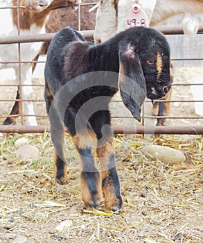 Closeup of cute adorable baby goat or kid