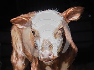 Closeup of cute baby cow or calf