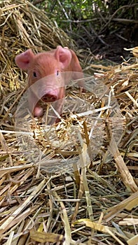 Closeup of a cute baby piglet walking in the dry grass at a farm