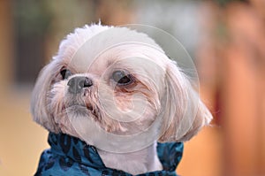 Bichon maltese portrait