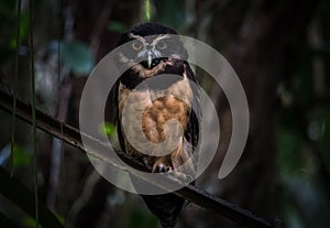 Closeup of a cute black Pulsatrix perspicillata, owl on a blurred background